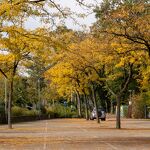 Herfst op het parkeerterrein van de Sportlaan nr. 202310627