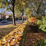 Herfst op de Oude Baan. Mooi verkleurde bladeren en een tapijt van bladeren op de stoep nr. 202410654