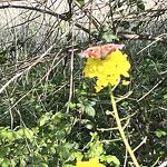 dagpauwoog vlinder in het kanaalpark nr. 202304207 A 
