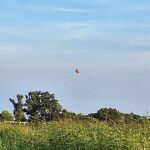 In het kanaalpark zweeft een ballon nr. 20240728 A