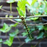 Libelle in de tuin nr. 20240753