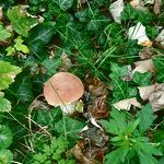 Nu al paddestoelen nr. 20240904