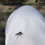 Insect op mijn knie nr.20240909