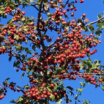 De natuur zorgt voor vogelvoer in de herfst. De besjes van de meidoorn zijn bijna rijp. Kanaalpark nr. 20240929 