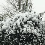 Hulst zwaar belast met stuifsneeuw!   feb2021ps