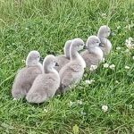 Nieuw leven in het kanaalpark winnende foto van de maand mei nr. 20240614