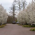 Lente in het Blazoen winnende foto van maart 2024 nr. 20240327