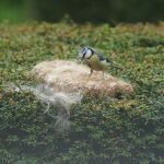 Mees met wol en haren winnende foto van de maand april nr. 20240443 A